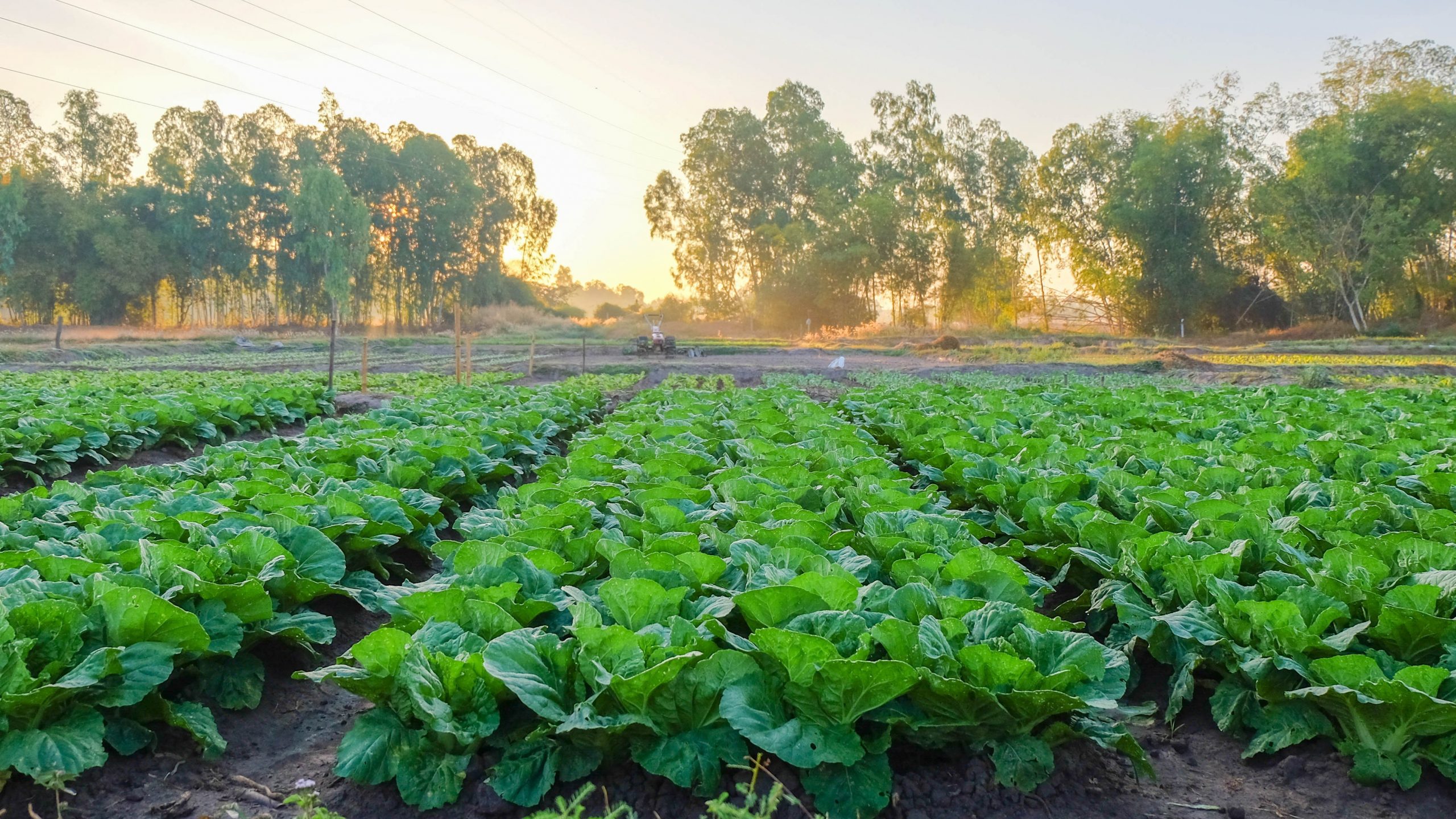 Building sustainability into food production