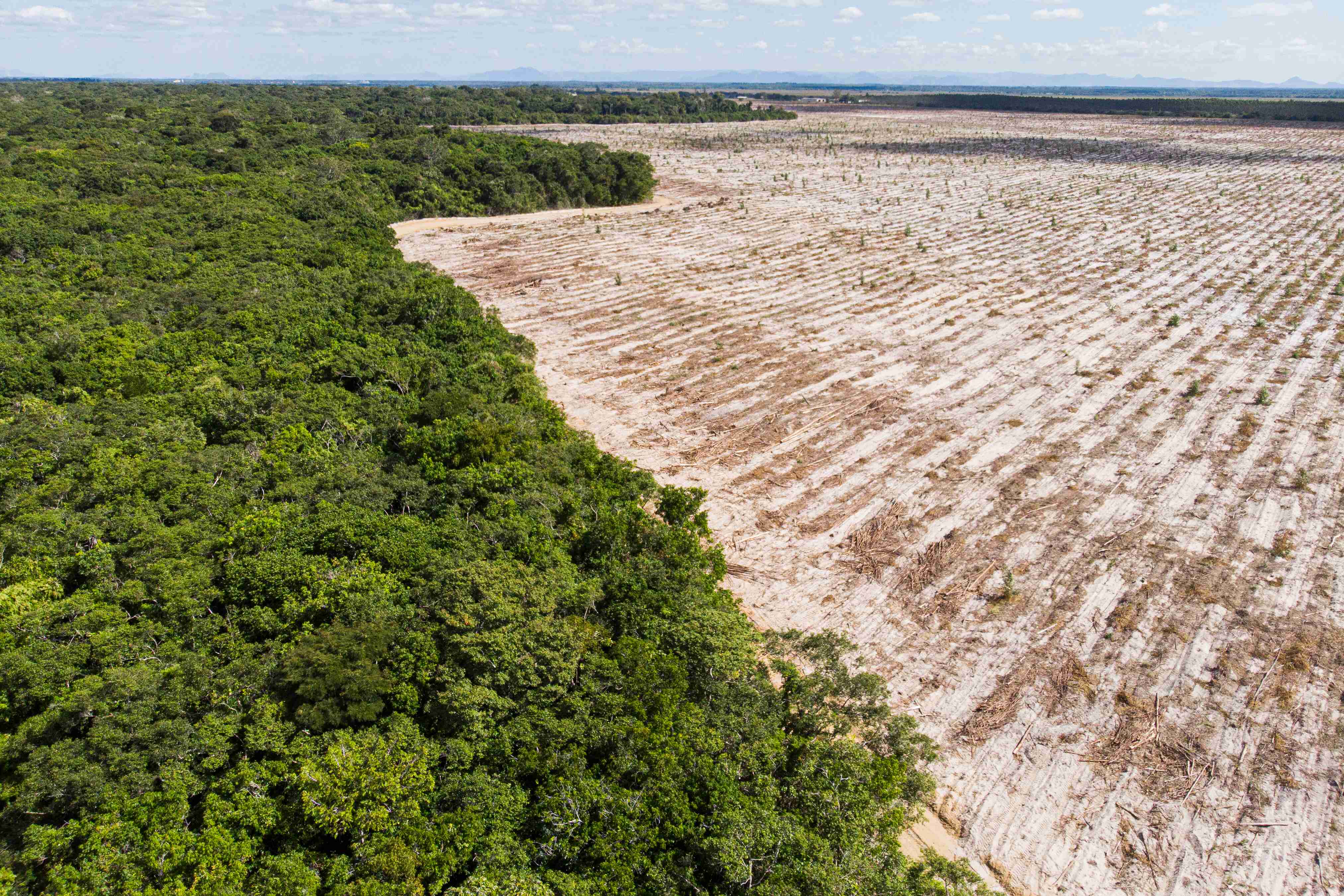 ESG and AML_Deforestation
