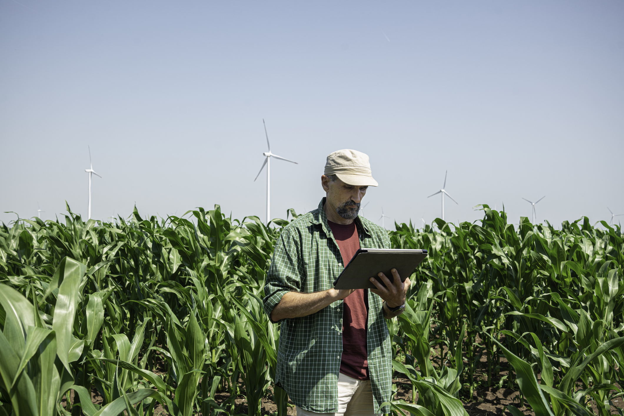 Farmer Uses Tablet in Corn Field with Wind Turbines. Smart Farming & Eco Energy.